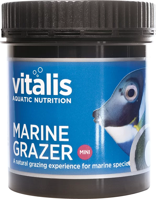 marine grazer medium