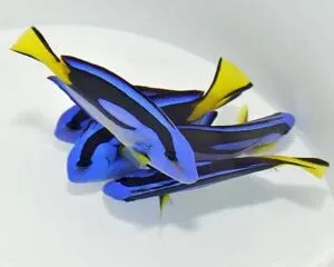 Paracanthurus hepatus yellow belly 6