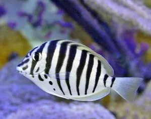 acanthurus polyzona